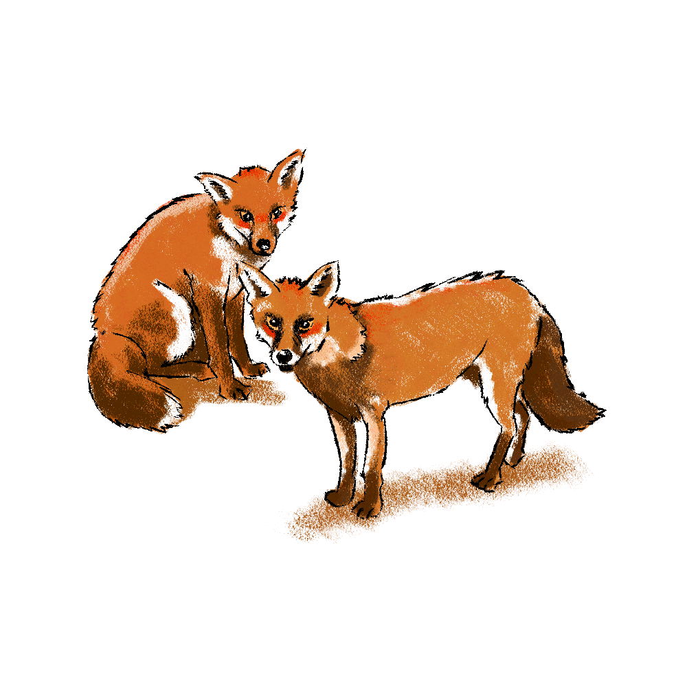 Illustrated map of london. Two foxes standing on a white background.